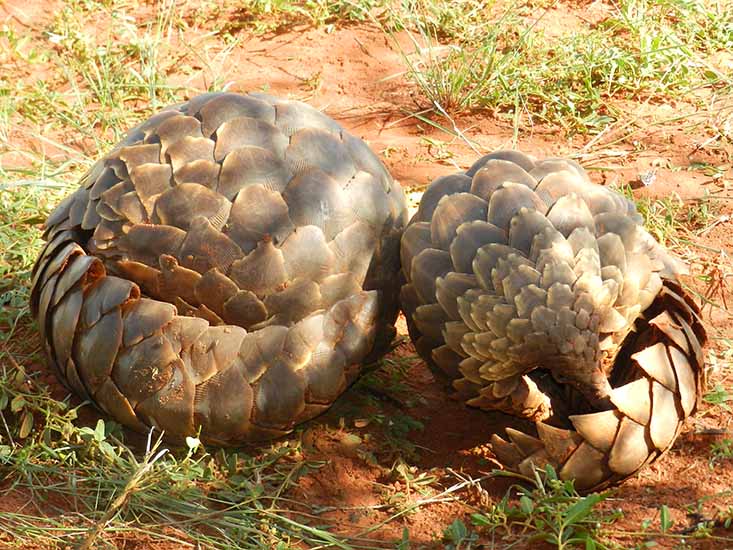 pangolin pair.jpg