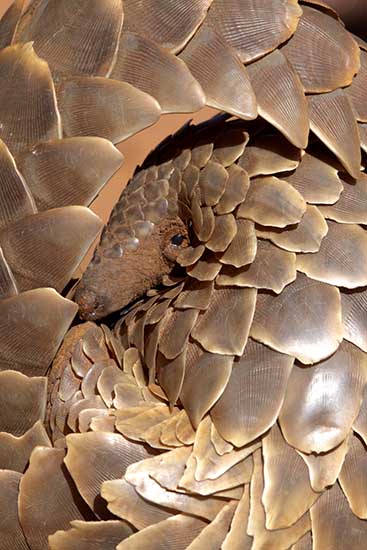 Pangolin_Gary_Parker_1.jpg