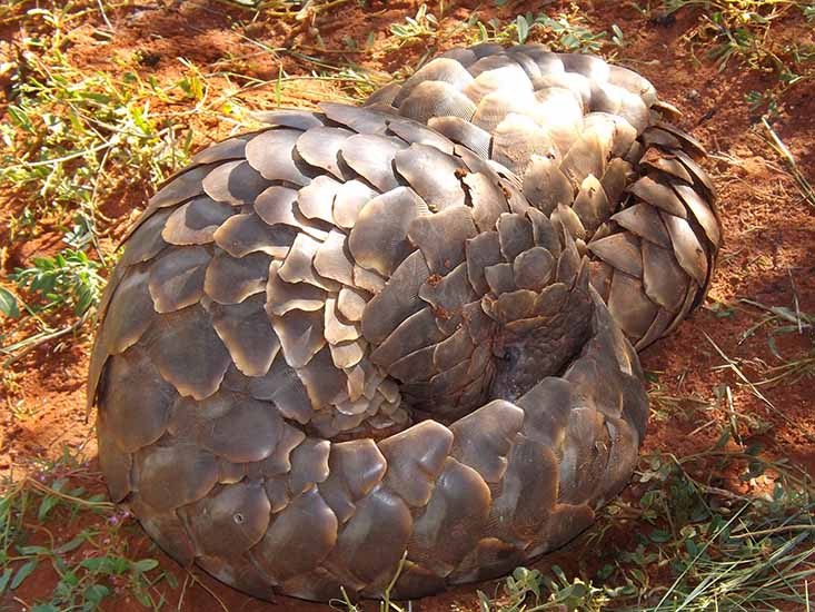 Pangolin.jpg