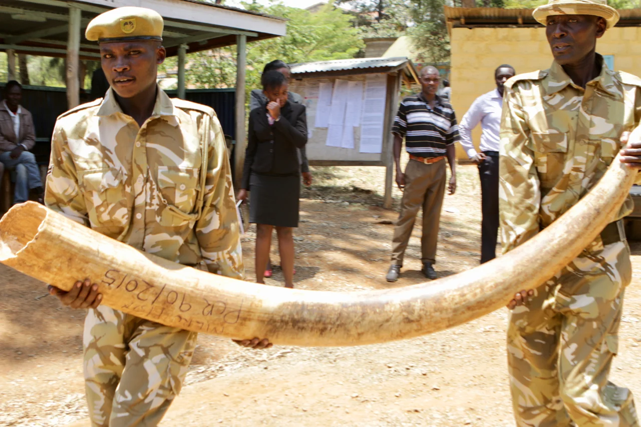 KWS rangers carrying tusks to the courthouse