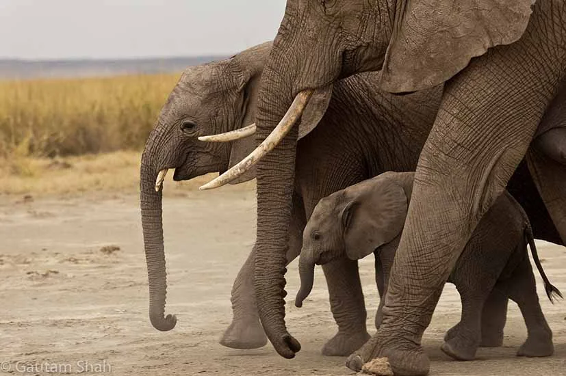SafariCentral_Elephants.jpg