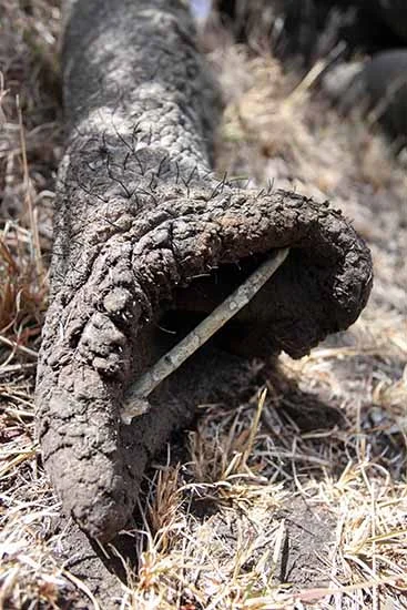 A small stick keeps Mweturias trunk open while he is tranquillised so he can breathe fully.