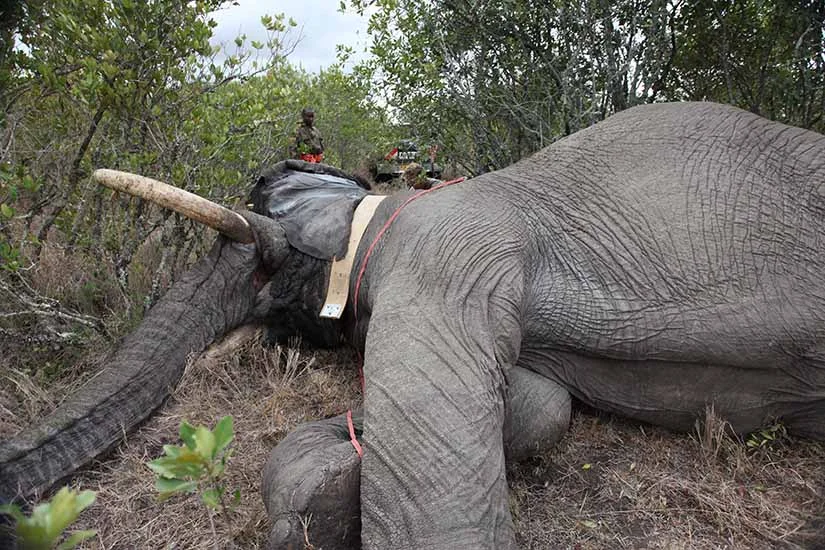 Mweturia is tranquillised by experts in order to attach the GPS collar that enables Space for Giants to research his behaviour and design solutions to the human wildlife conflict.