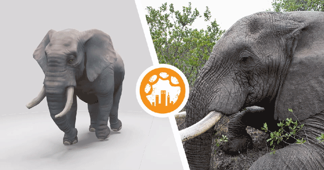 elephant_optim.gif