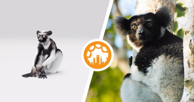 lemur-optim.gif