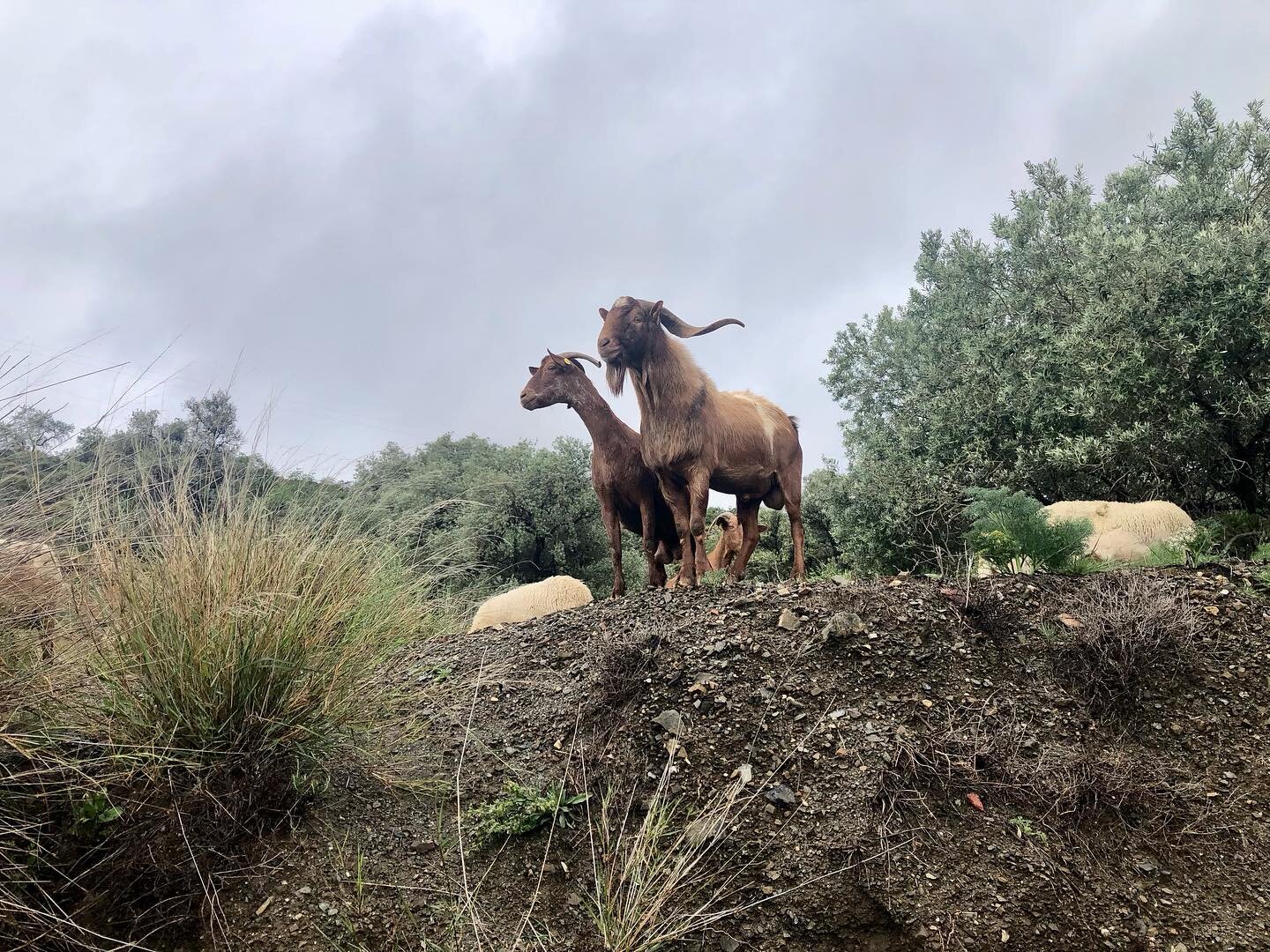 Ran into the goat herder this morning when I went for a walk with our dog Leia. The herd is big, but it is always easy to spot the leader. Look at those horns! 🤩
#shepherdsofinstagram #goatlife #hetspaansedorp #polopos