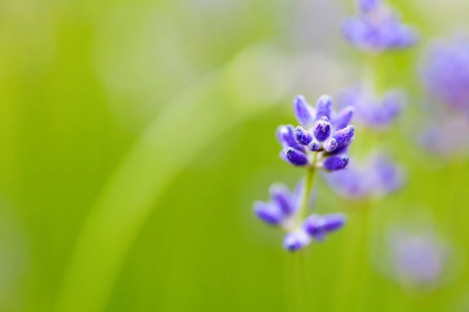 blurred-background-71524_960_720.jpg