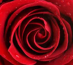 The Celtic Wheel of the Year: 12 Months