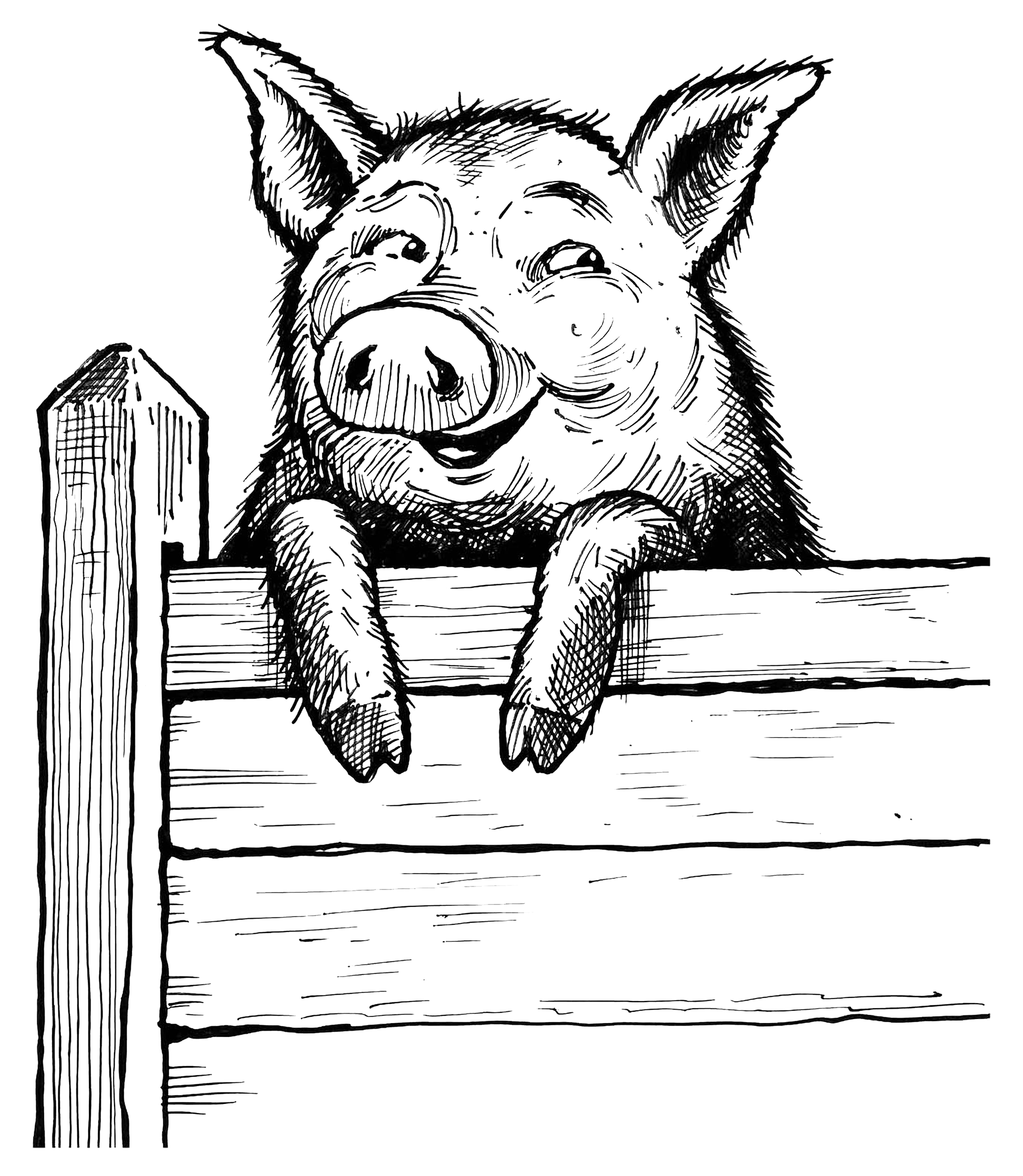 saxbys-pig-on-fence.png