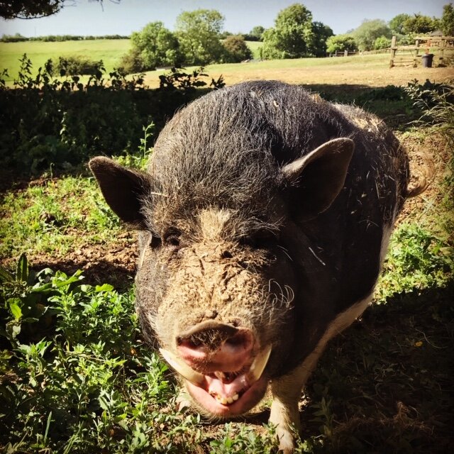 Saxby's Cider June 2020 newsletter