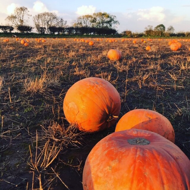 Pumpkins 2020-4.JPG