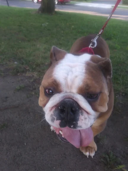 BEEFYDOG.jpg