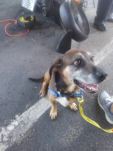 FRMMKTBROWNEYEDOGGO.jpg