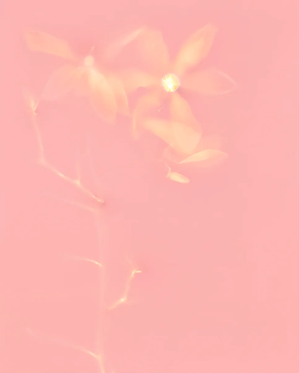 Magnolia, 2001