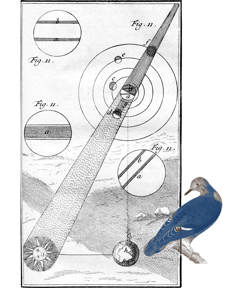 Blue Dove - Jupiter