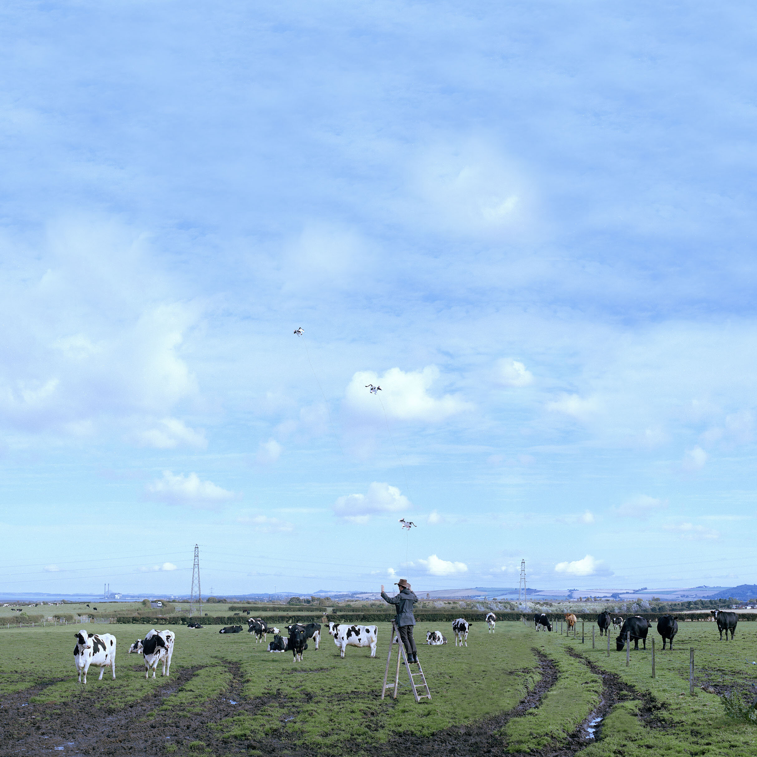 Field of Cows.jpg