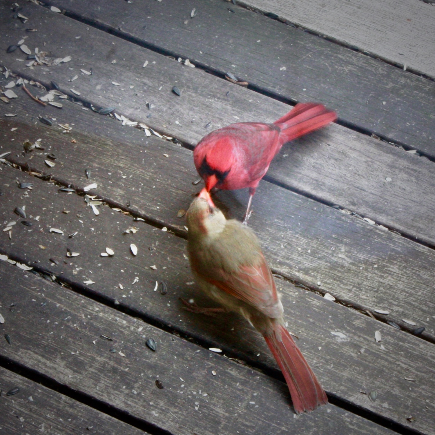 cardinals