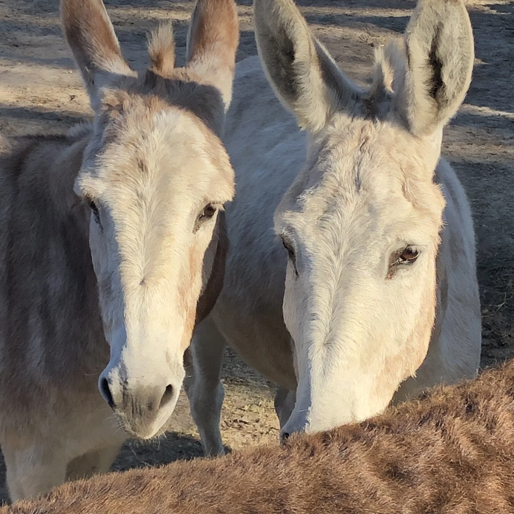 Saturday Afternoon at a Rescue