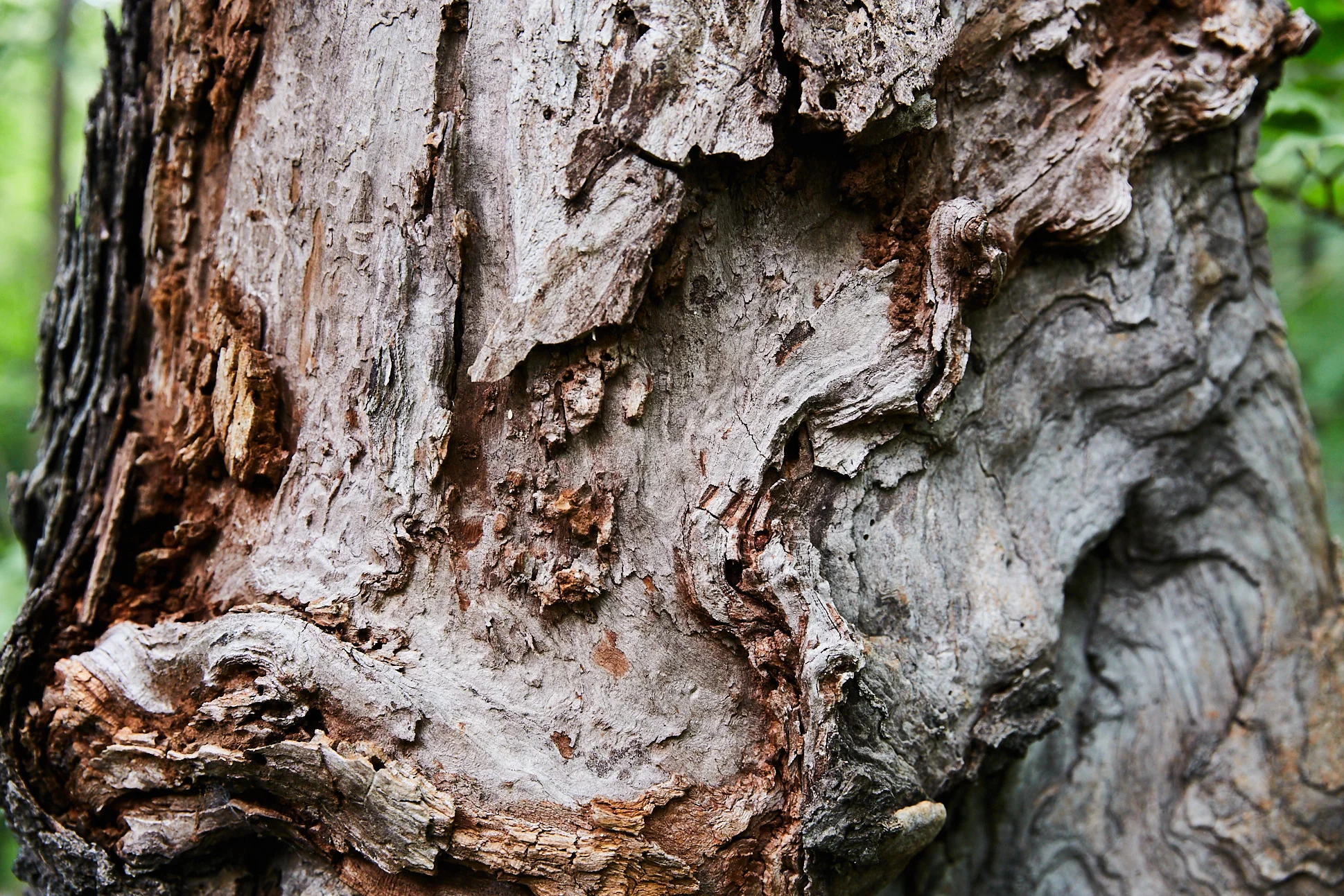 Karma Tree - 081.jpg