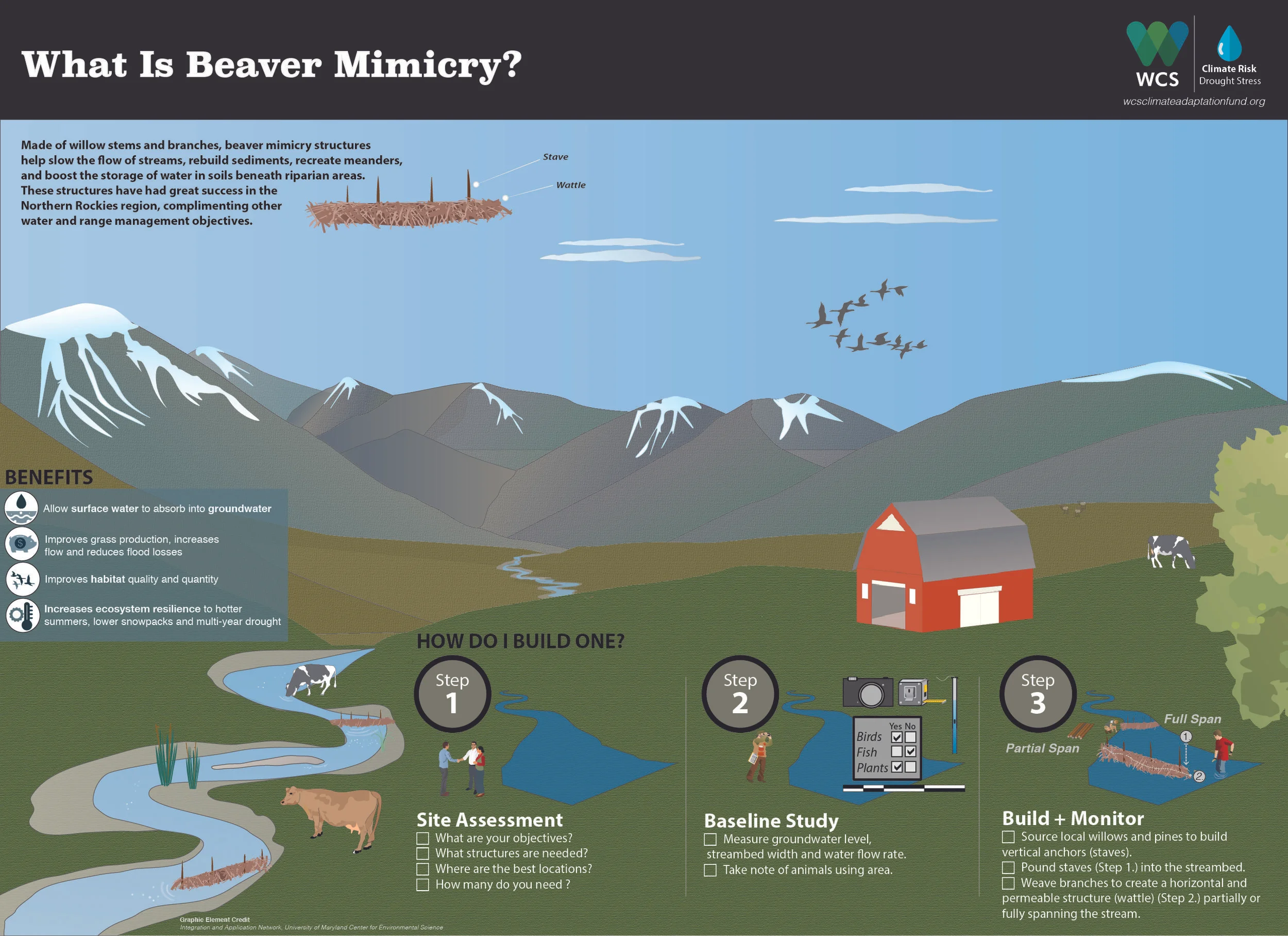 About Beaver Mimicry_HERO.jpg