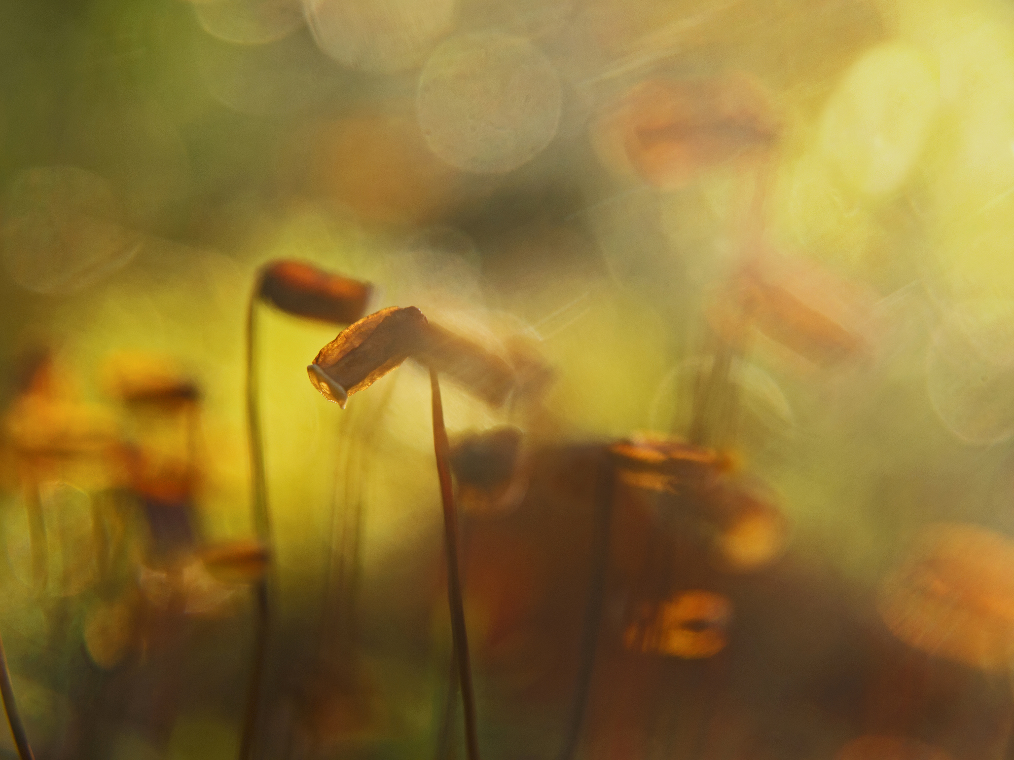 iStock-898259562.jpg