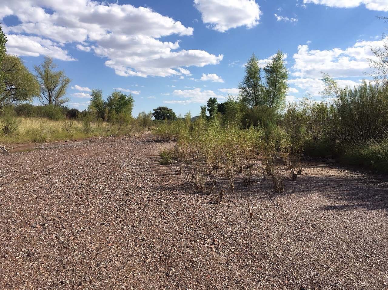 As #drought impacts the West, we hope lessons can be drawn from projects that have dealt with this climate impact. 

Our project with @WWF improved water retention in the Big Bend region of TX by reconnecting the Rio Grande with its floodplain. Learn