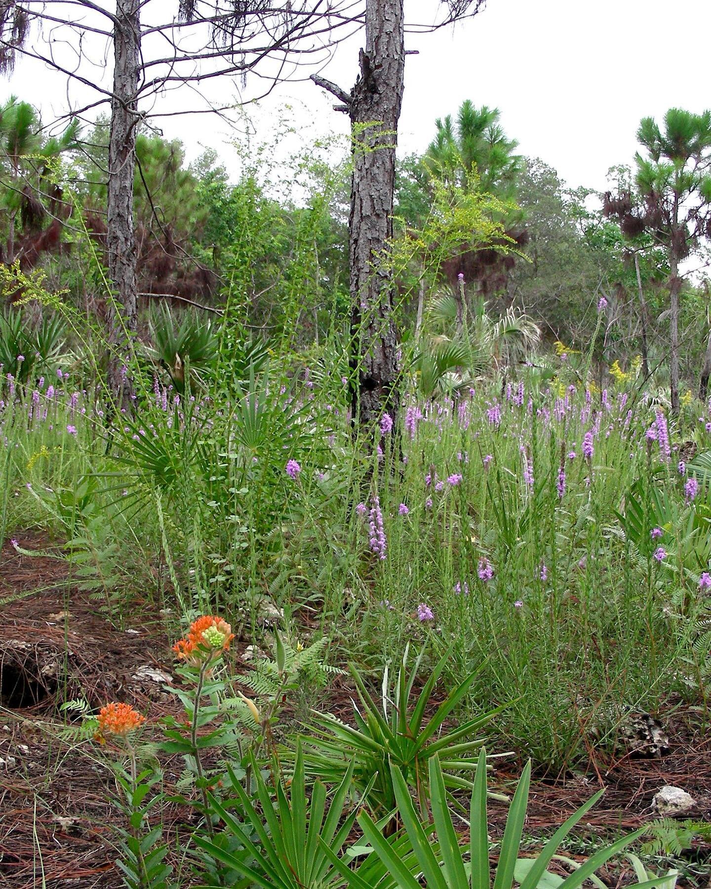 In the US, pine rockland ecosystems are found only in the southernmost part of FL, and 80% of these ecosystems are vulnerable to climate-driven sea-level rise. 

Our 2020 grant partner, @nababutterfly is restoring connectivity between pine rockland p