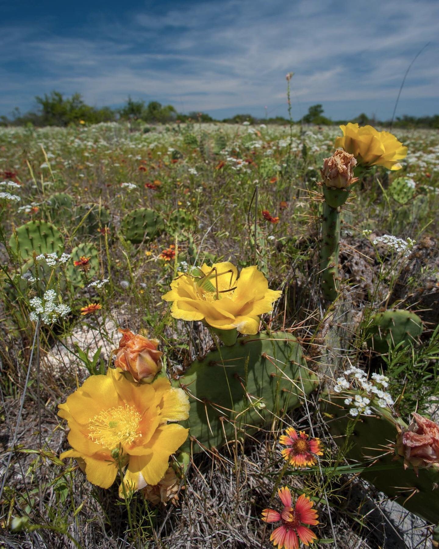 The Chickasaw Nation&rsquo;s tribal territory has high #biodiversity and resilience, making it a strategic #conservation location. To ensure this landscape remains resilient in the face of climate change, TNC OK will use prescribed fire and promote c