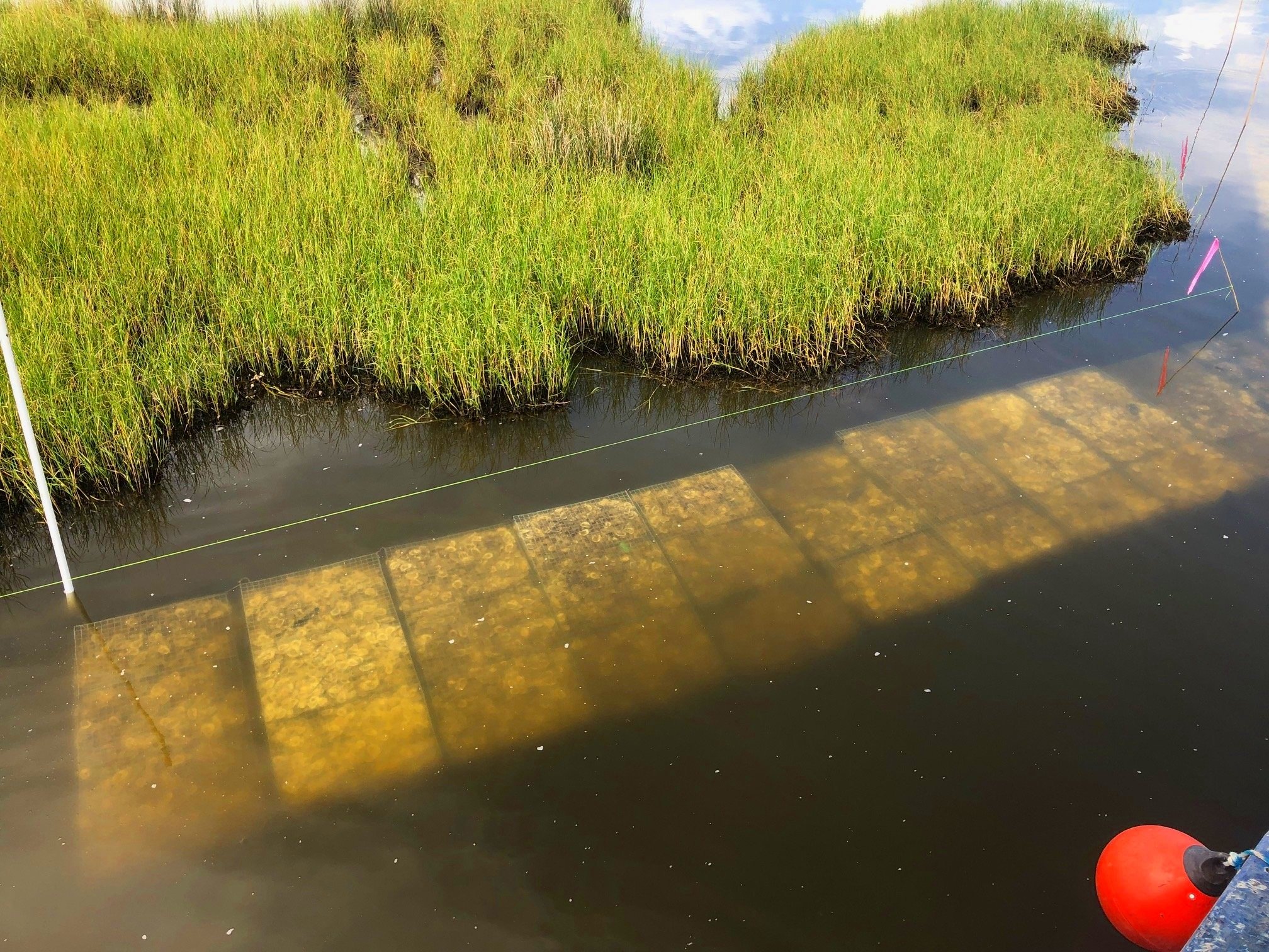 Filled gabion mats were successfully installed into Barataria Reef site for a total 0.5 acre reef habitat and contiguous 2 acre of living shoreline creation. 