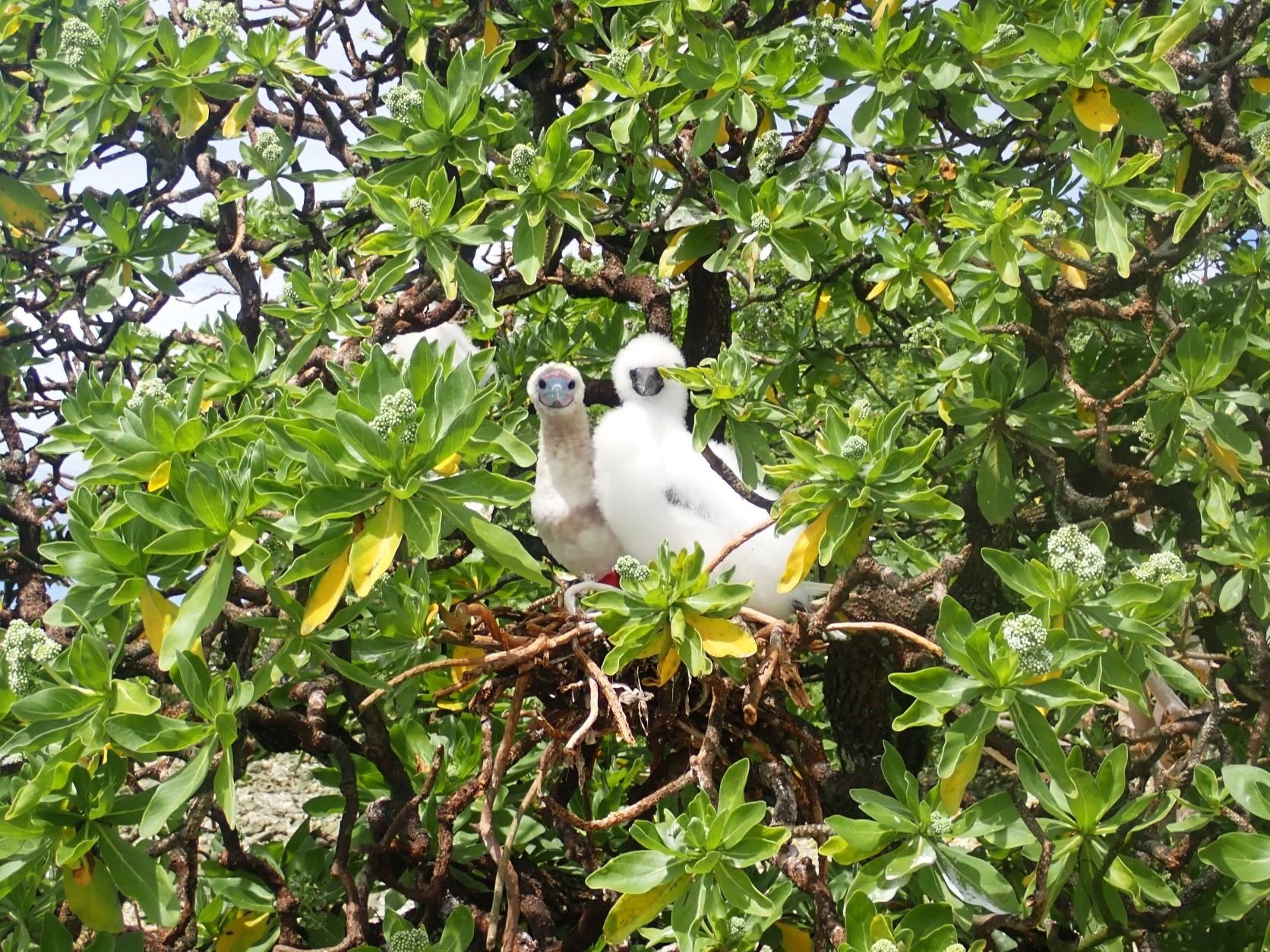 A Red-footed Boobie family (Sula sula) nesting in a Heliotropium foertherianum tree, Palmyra Atoll. Seabirds prefer to nest in native trees over coconut palms.