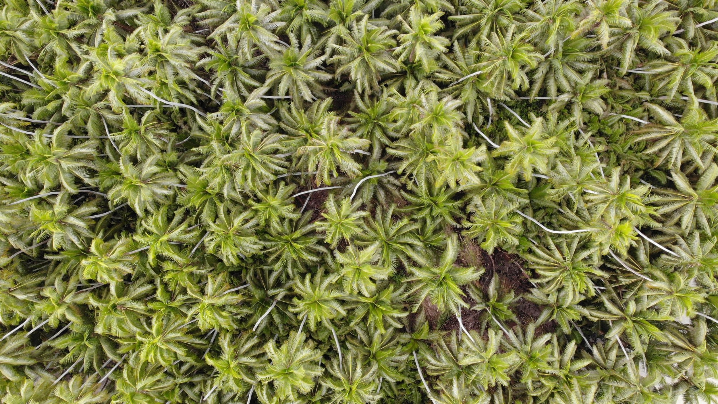 Aerial showing the dominant spread of coconut palm trees. TNC Coconut palm trees have taken over many of the islands around the atoll. 