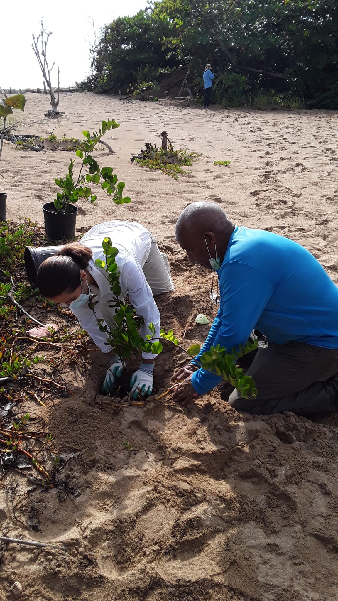 Positive results from the biomimetic system will be sustained by the reforestation of the restoration area with beach bean, beach morning glory, and sea purslane.