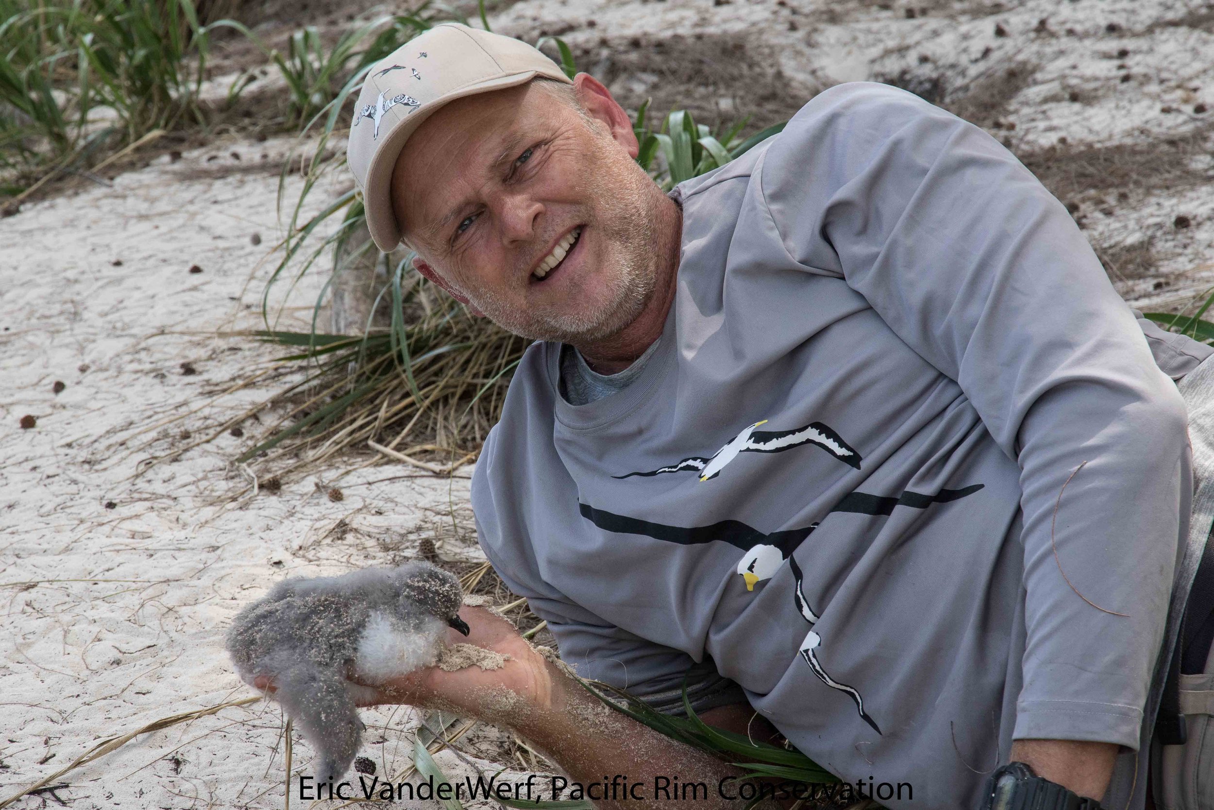 Bonin petrel chick being selected for translocation.