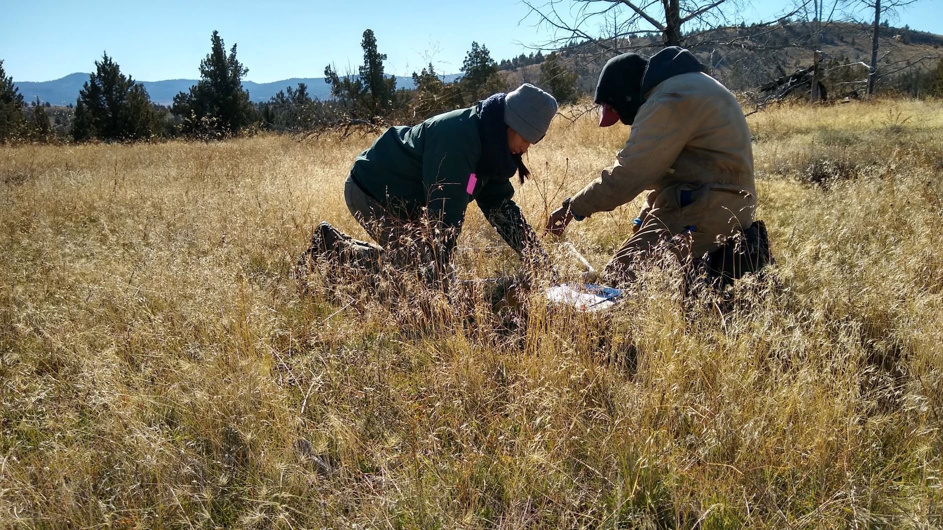 Sagebrush Ecology Technicians collect baseline data on invasive annual grass cover and native perennial bunchgrass density prior to restoration treatments. 