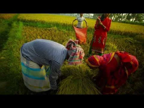 Twice the Rice (Trailer)