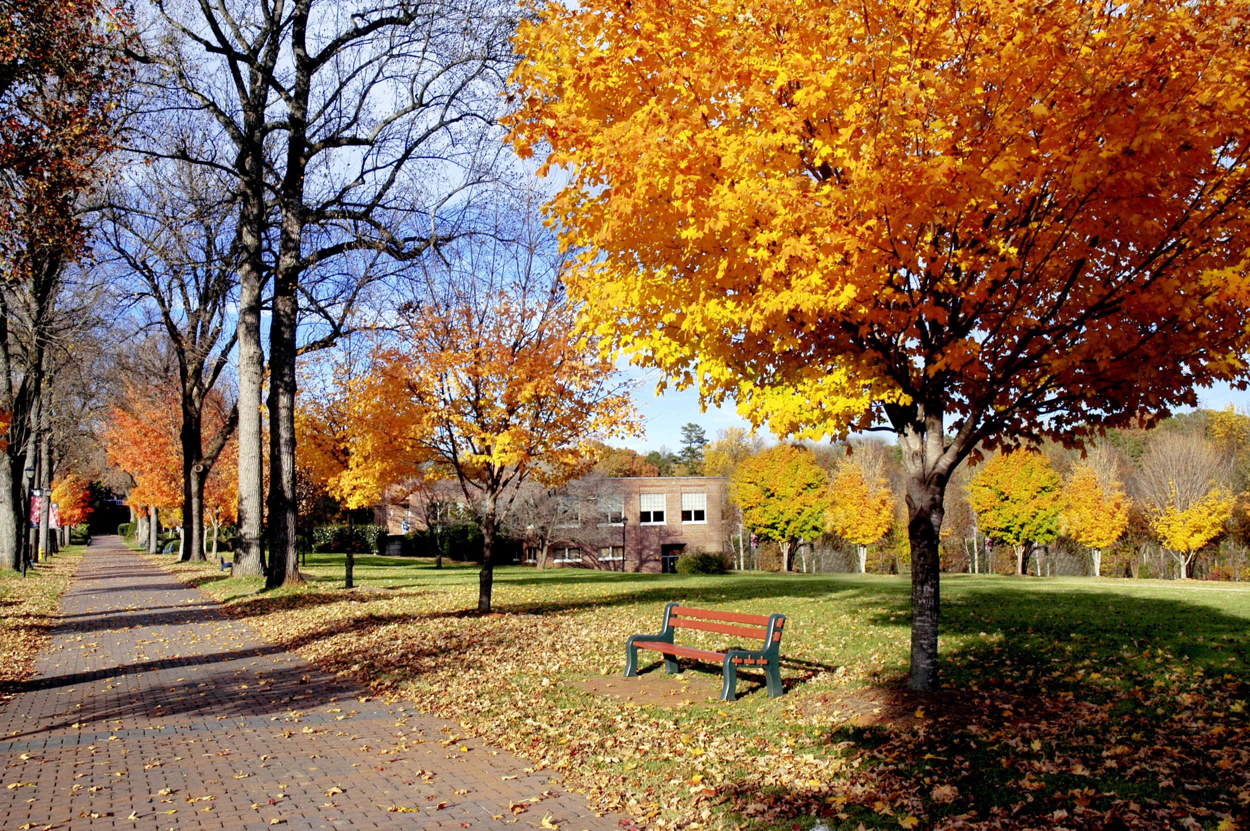 Fall-Foliage-on-College-Campus-160195119_3008x2000.jpeg