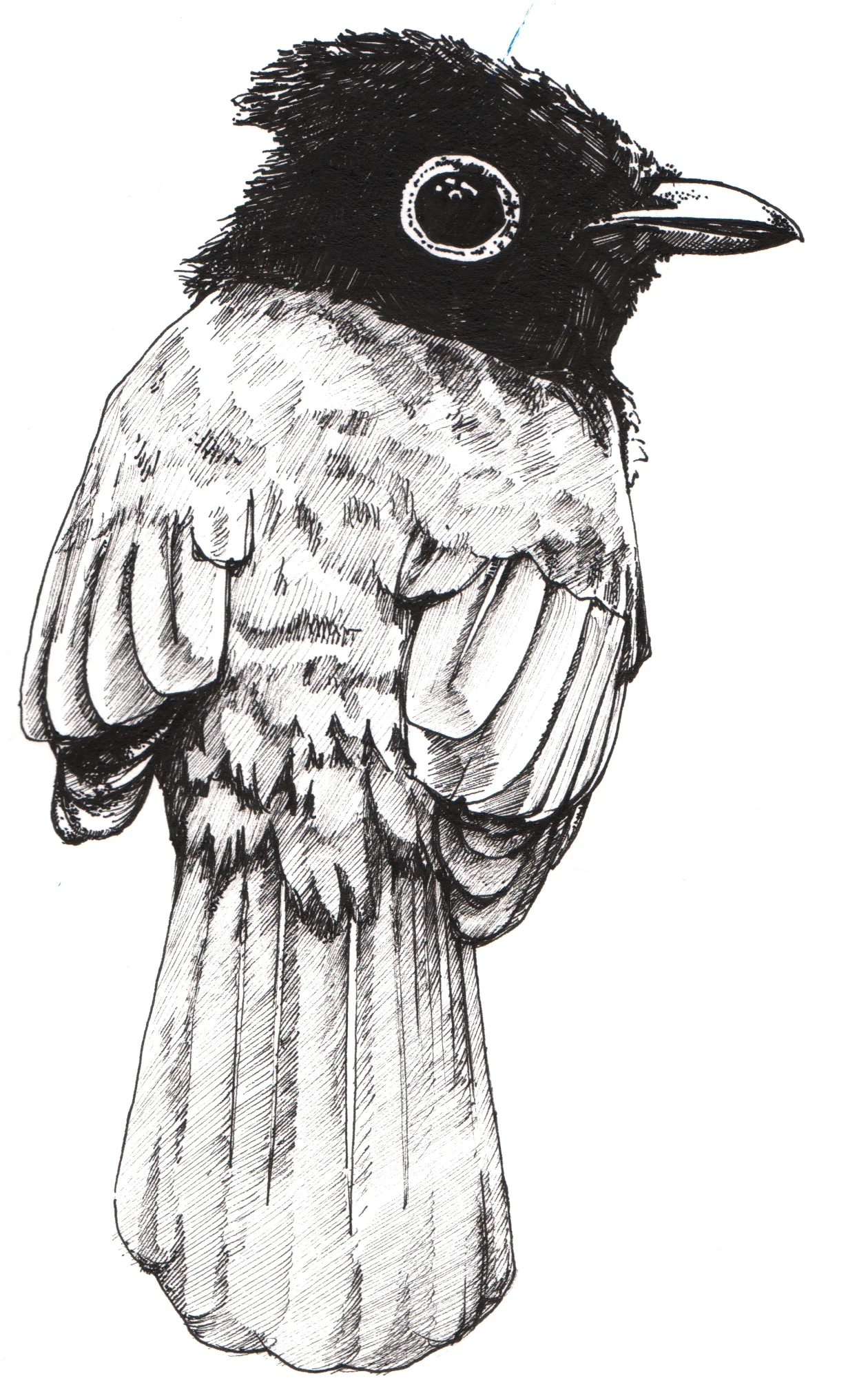 bird.jpg