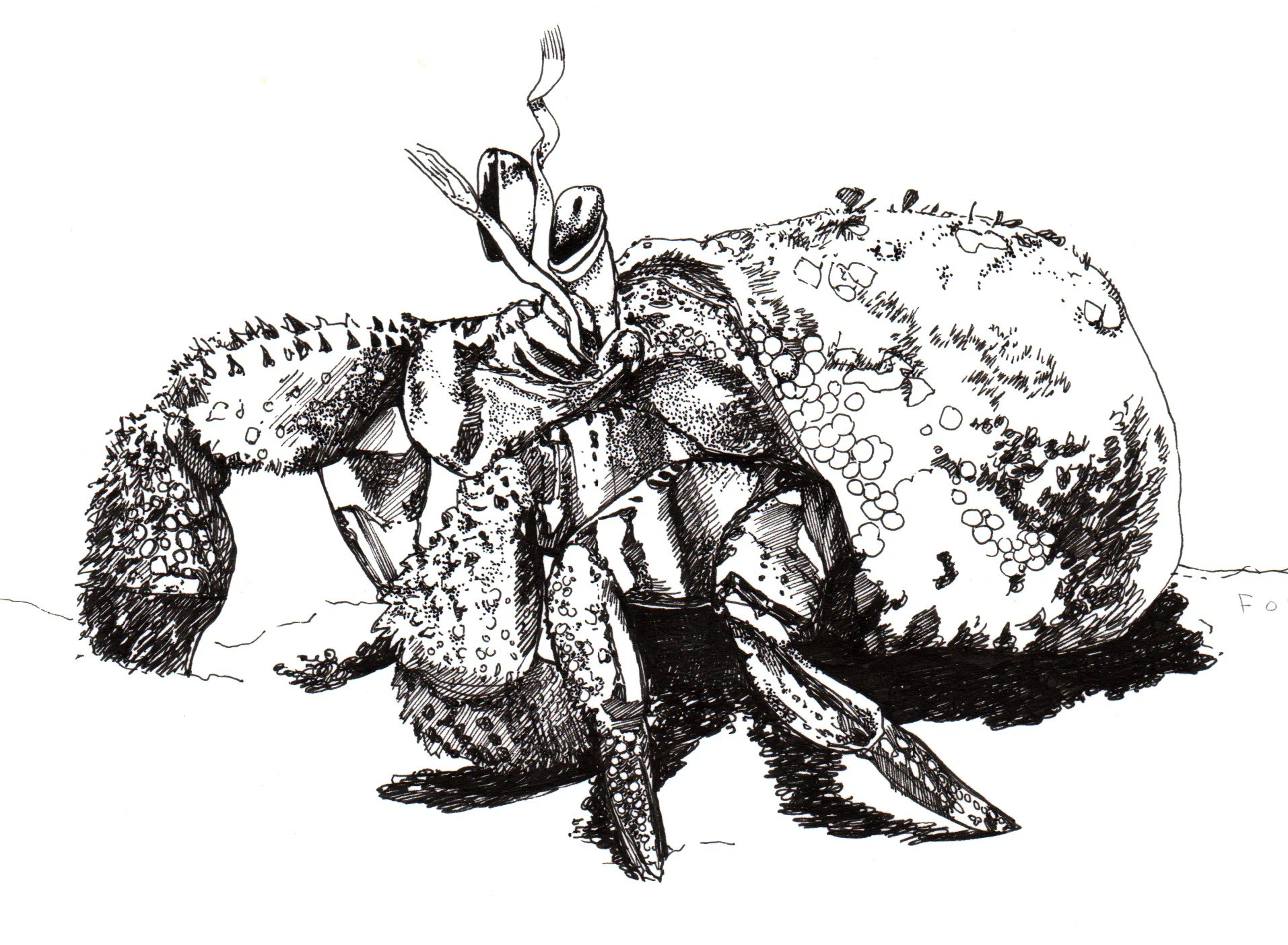 hermit_crab.jpg