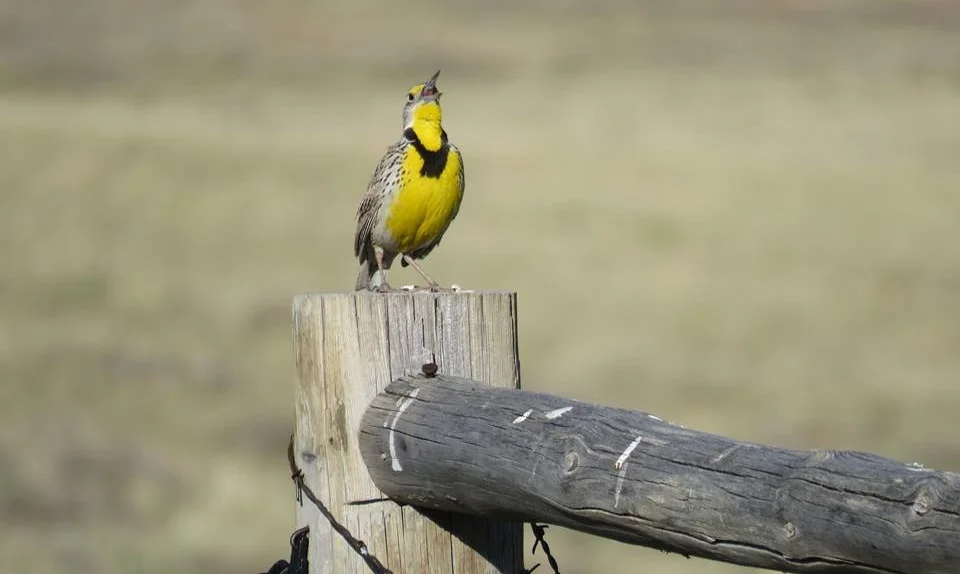 A meadowlark, one of my favorite birds, singing on a wooden fence in rural-Wyoming. Photo by Robert Galbreath.