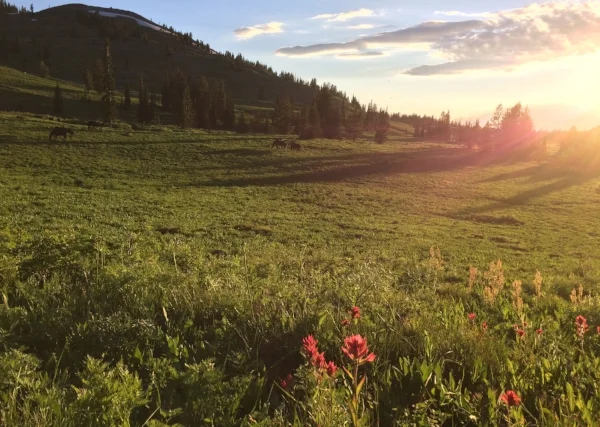 Indian Paintbrush in the Teton Mountains, WY.