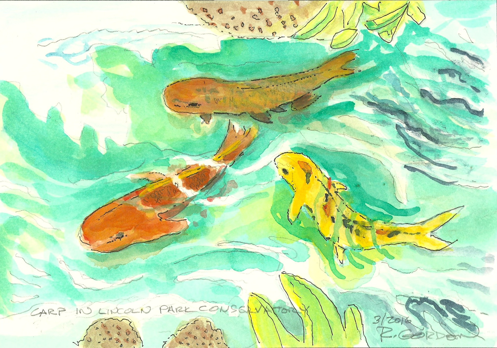 Carp copy.jpeg