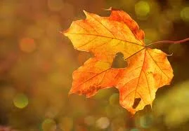 Sound Healing with Joe Hayes:  Hello, Autumn!