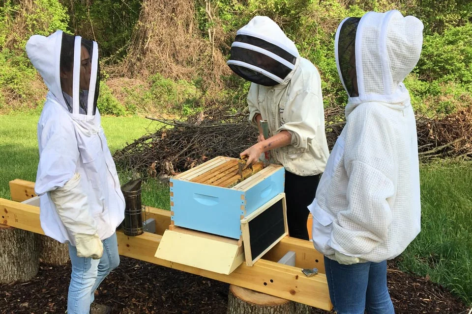 ehc-apiary.jpg