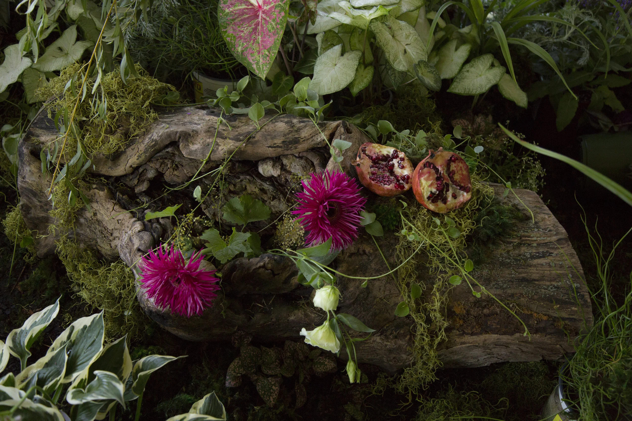 Copy of IMG_0556.JPG