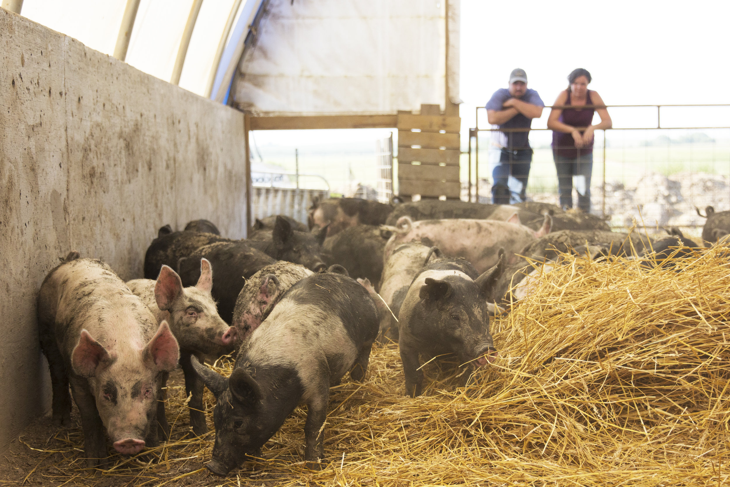 R Family Farms, Heritage Berkshire Pork, Kansas Farms, Kansas Pork Farmers, Roush