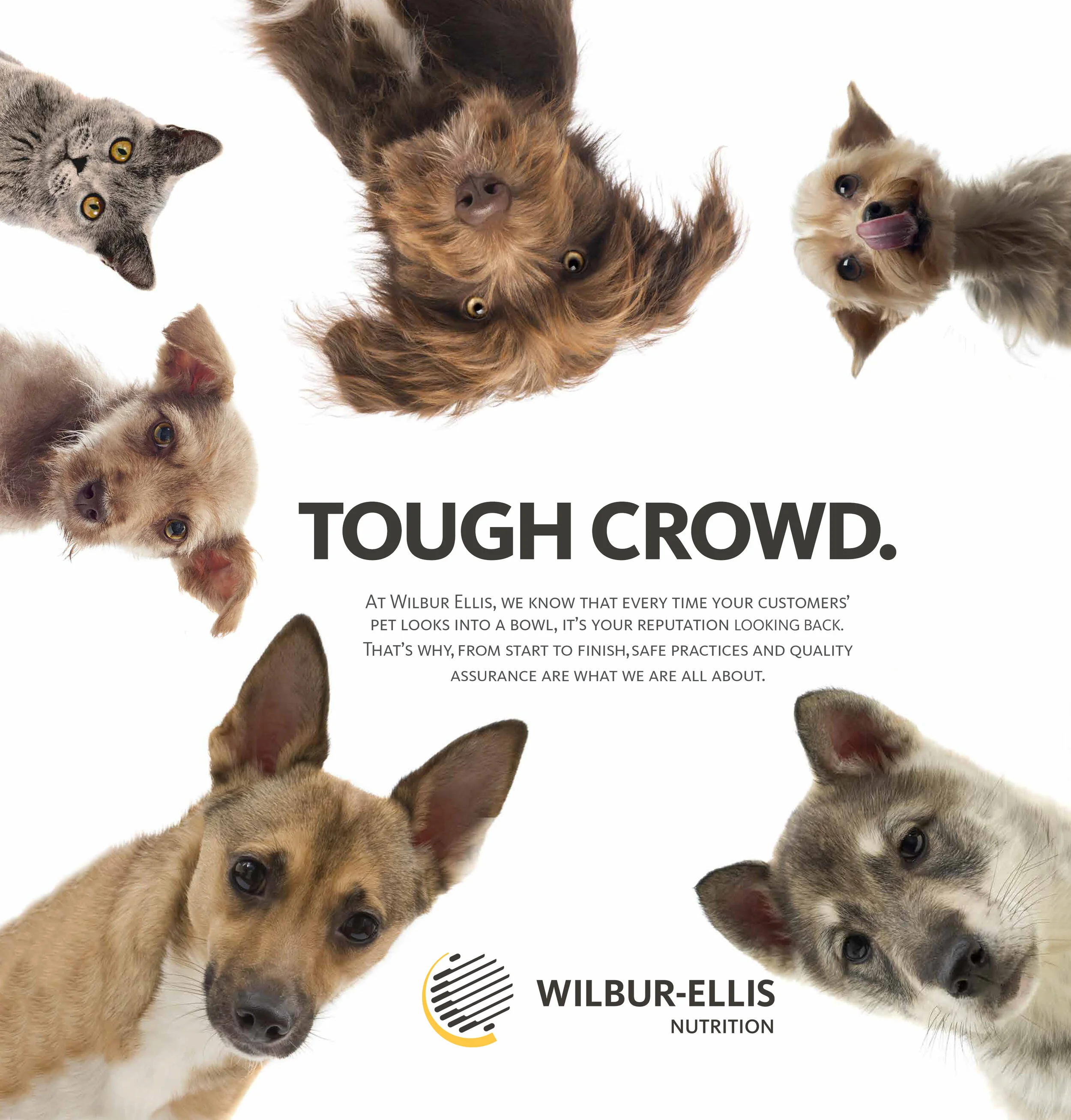 Tough Dogs.jpg