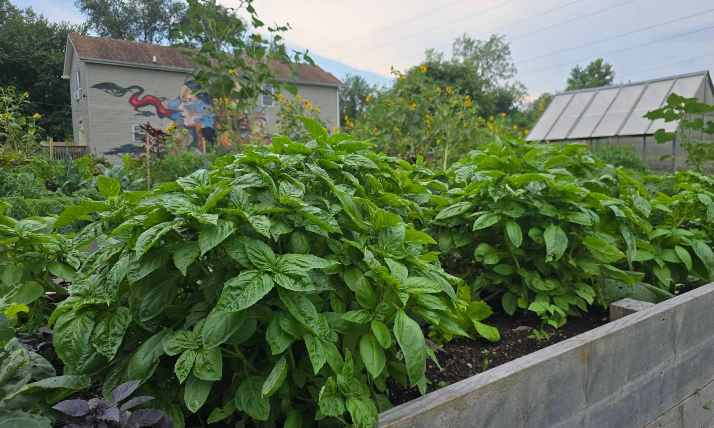 2025_Basil_FullCommunityGardenBed.png
