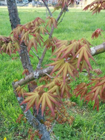 Japanese Split Leaf Maple