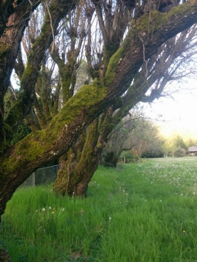 Row of Willow with Curly Branches