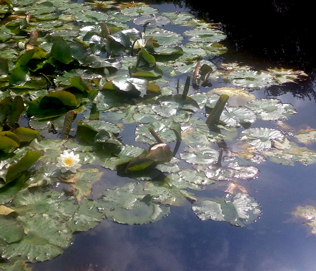 lily-pads-bottom.jpg